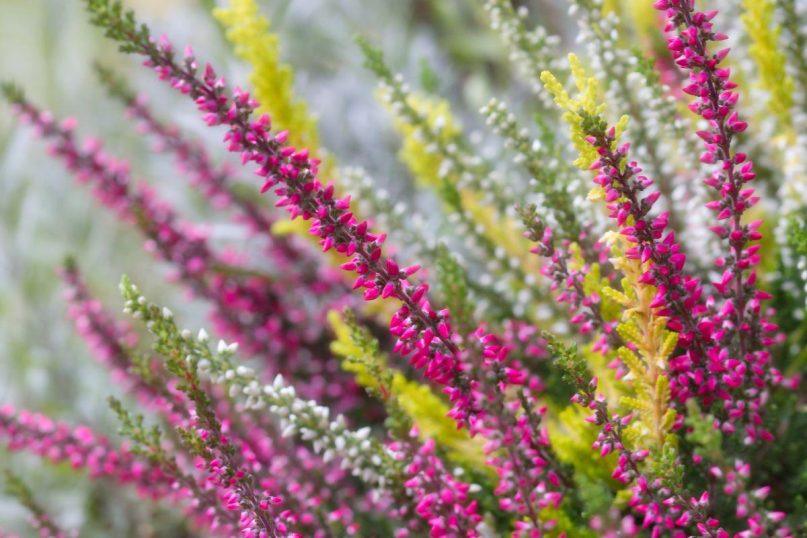 Paruoškite viržius žydėjimui žiemą pasinaudodami šiuo tręšimo triuku