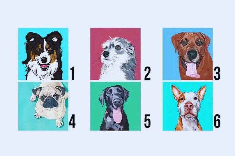 Pasirinkite šunį ir sužinokite, ką jis atskleidžia apie jūsų asmenybę