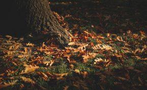 Paskutiniai vejos paruošimo darbai prieš žiemą Ką būtina atlikti dar iki pirmų šalčių