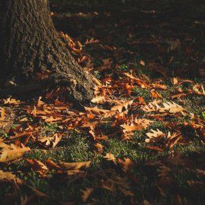 Paskutiniai vejos paruošimo darbai prieš žiemą Ką būtina atlikti dar iki pirmų šalčių