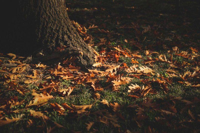 Paskutiniai vejos paruošimo darbai prieš žiemą Ką būtina atlikti dar iki pirmų šalčių