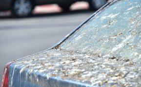 Paukščių išmatos ant automobilio: kurios spalvos ir markės traukia paukščius labiausiai