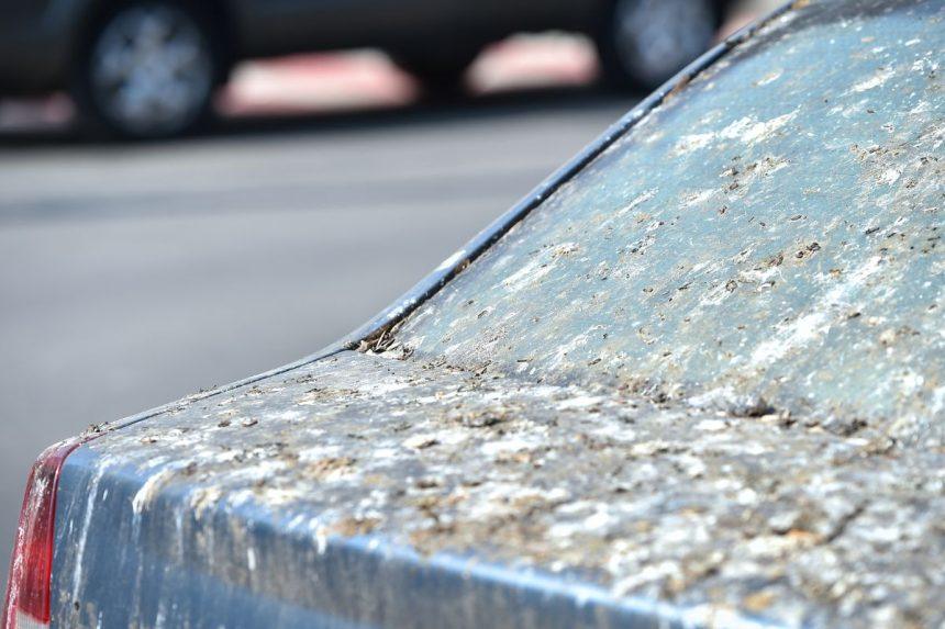 Paukščių išmatos ant automobilio: kurios spalvos ir markės traukia paukščius labiausiai
