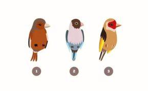 Paukšteliai pačiulbės, kokį pirmą įspūdį paliekate žmonėms: psichologinis testas