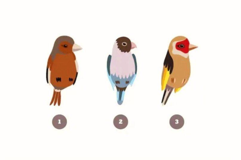 Paukšteliai pačiulbės, kokį pirmą įspūdį paliekate žmonėms: psichologinis testas