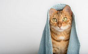 Pavargote nuo streso? Išbandykite šį paprastą rankšluosčio triuką