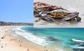 Pavojingi jūrų gyvūnai užfiksuoti Kanaruose: turistams patariama būti atsargiems