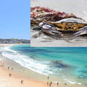 Pavojingi jūrų gyvūnai užfiksuoti Kanaruose: turistams patariama būti atsargiems