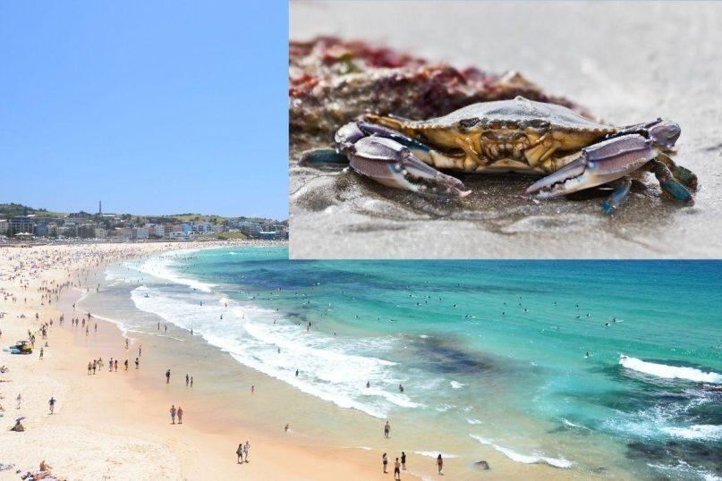 Pavojingi jūrų gyvūnai užfiksuoti Kanaruose: turistams patariama būti atsargiems