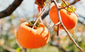 Persimonai jus išgelbės nuo šių 7 problemų: širdis, nuotaika ir oda – dėkingos