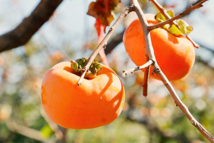 Persimonai jus išgelbės nuo šių 7 problemų: širdis, nuotaika ir oda – dėkingos