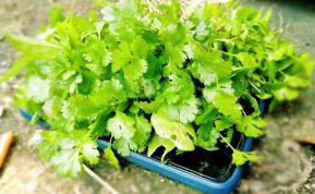 Petražolių nauda sveikatai