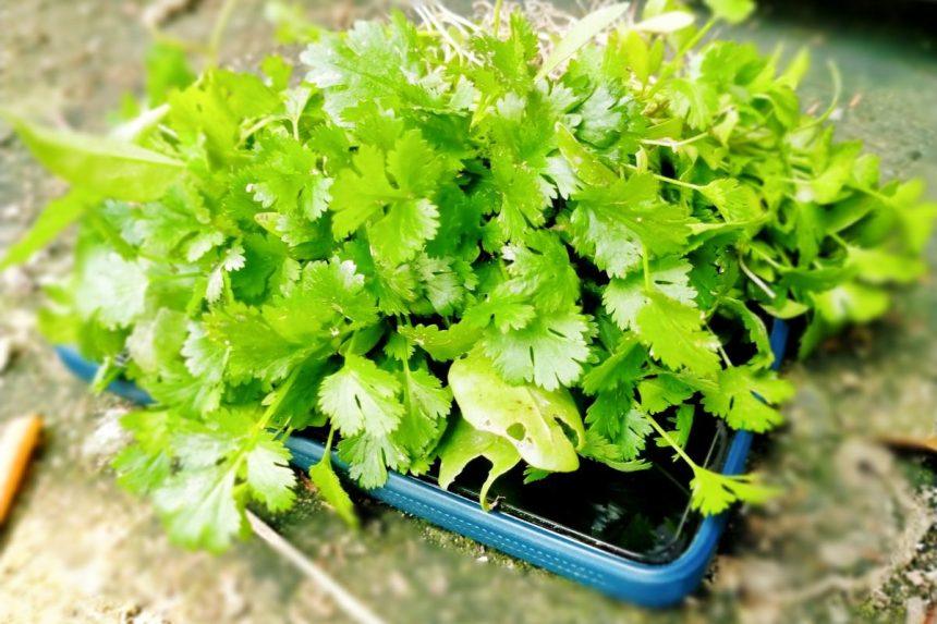 Petražolių nauda sveikatai