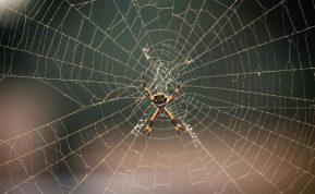 Puikus būdas atsikratyti vorų namuose: šiuos paprastus patarimus tikrai verta prisiminti!