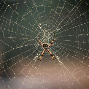 Puikus būdas atsikratyti vorų namuose: šiuos paprastus patarimus tikrai verta prisiminti!