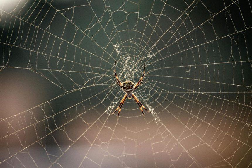 Puikus būdas atsikratyti vorų namuose: šiuos paprastus patarimus tikrai verta prisiminti!