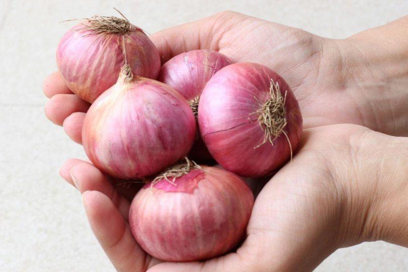 Puikus būdas išsaugoti svogūnus per žiemą. Bus kieti ir nesupus