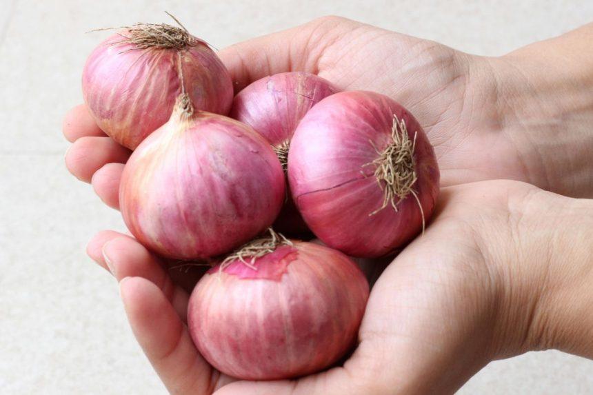 Puikus būdas išsaugoti svogūnus per žiemą. Bus kieti ir nesupus