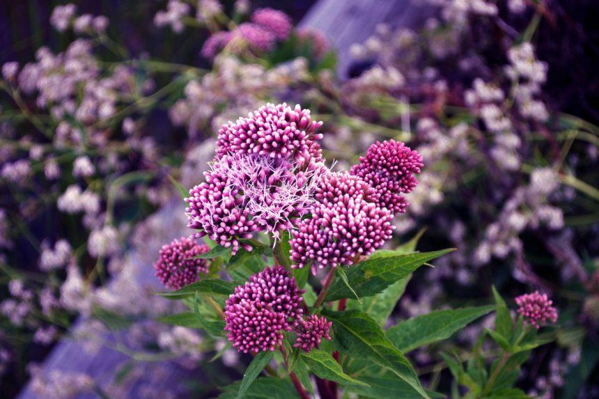 Purpurinis kemeras. Auga aukštesnis už tvorą ir sukuria dailią gėlių sieną.