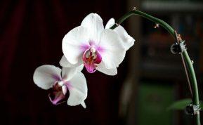 Reikės vos 1 šaukštelio: orchidėjas tai veikia geriau nei antibiotikai!