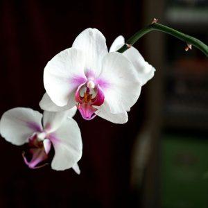 Reikės vos 1 šaukštelio: orchidėjas tai veikia geriau nei antibiotikai!