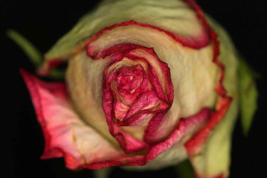 Rožių žiedlapiai trąšoms: natūrali pagalba