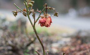Rožių žiedlapiai trąšoms: natūrali pagalba avietėms ir serbentams