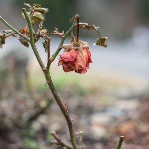 Rožių žiedlapiai trąšoms: natūrali pagalba avietėms ir serbentams