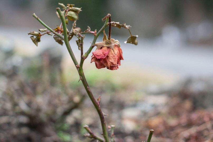 Rožių žiedlapiai trąšoms: natūrali pagalba avietėms ir serbentams
