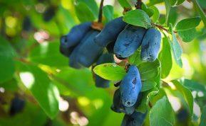 Rudeninė sausmedžių priežiūra: kaip pasiruošti gausiam kitų metų derliui