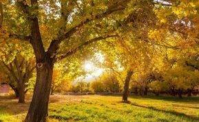 Rudeninis piktžolių kontrolės būdas
