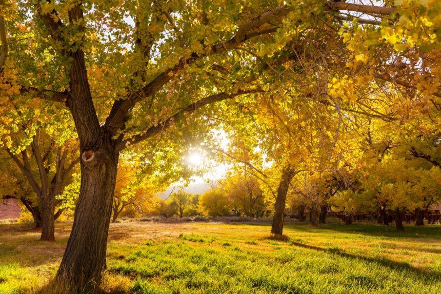Rudeninis piktžolių kontrolės būdas