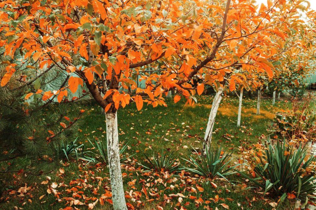 Rudens darbai sode spalį