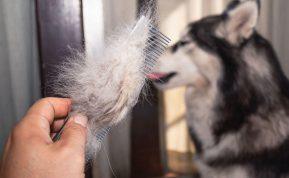 Rudens kailio slinkimas pas augintinius: kodėl plaukai yra visur, kaip nesupainioti su liga ir ką daryti