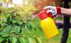 Ruduo – paskutinė galimybė sustiprinti vaismedžius prieš žiemą