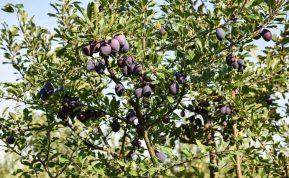 Ruduo - pats metas tręšti slyvas. Jos bus atsparesnės šalčiams, o vaisiai be kirmėlių