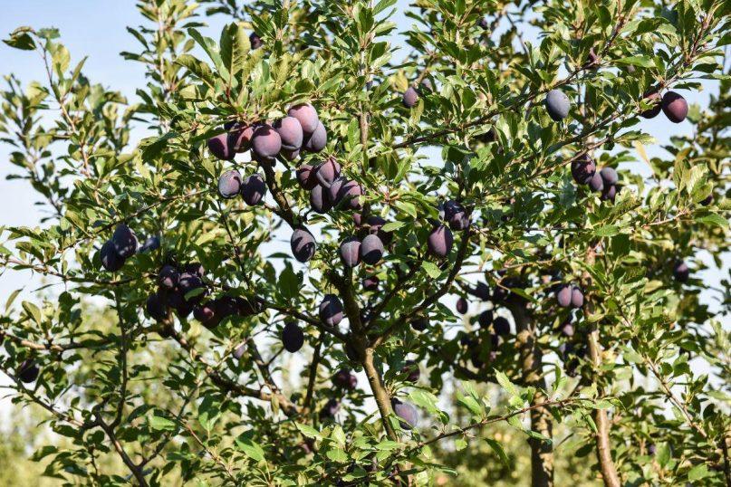 Ruduo - pats metas tręšti slyvas. Jos bus atsparesnės šalčiams, o vaisiai be kirmėlių
