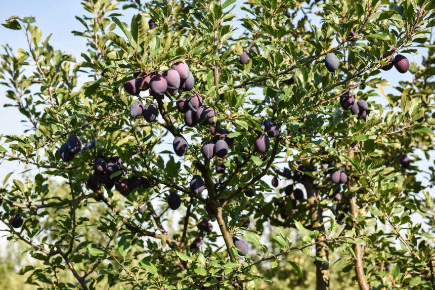 Ruduo - pats metas tręšti slyvas. Jos bus atsparesnės šalčiams, o vaisiai be kirmėlių