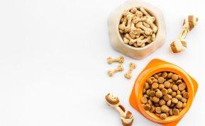 Sausas maistas šunims ir katėms: veterinaro paaiškinimas, ar jis kenkia virškinimui