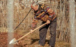 Sėjos kalendorius lapkričiui: kada kasti, kada sodinti česnaką