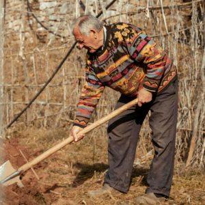 Sėjos kalendorius lapkričiui: kada kasti, kada sodinti česnaką
