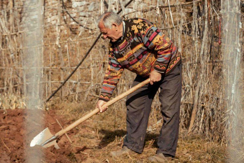 Sėjos kalendorius lapkričiui: kada kasti, kada sodinti česnaką