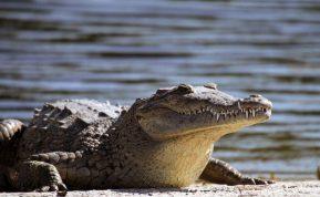 Senstantys krokodilai: ar jie tikrai nemirtingi?