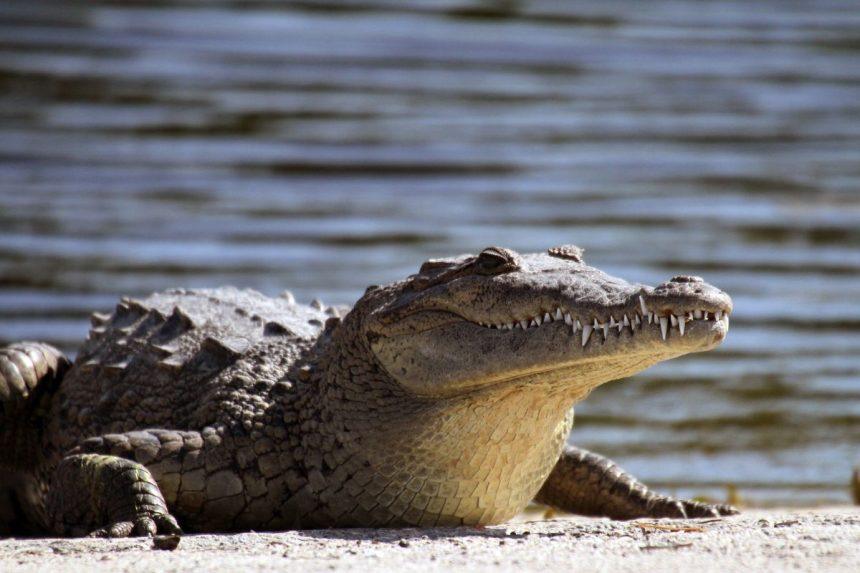 Senstantys krokodilai: ar jie tikrai nemirtingi?
