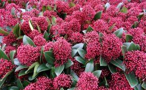 Šis šalčiams atsparus visžalis krūmas puikiai tiks tiek sodui, tiek ir kapinėms su minimalia priežiūra. Japoninė skimija