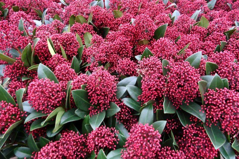 Šis šalčiams atsparus visžalis krūmas puikiai tiks tiek sodui, tiek ir kapinėms su minimalia priežiūra. Japoninė skimija