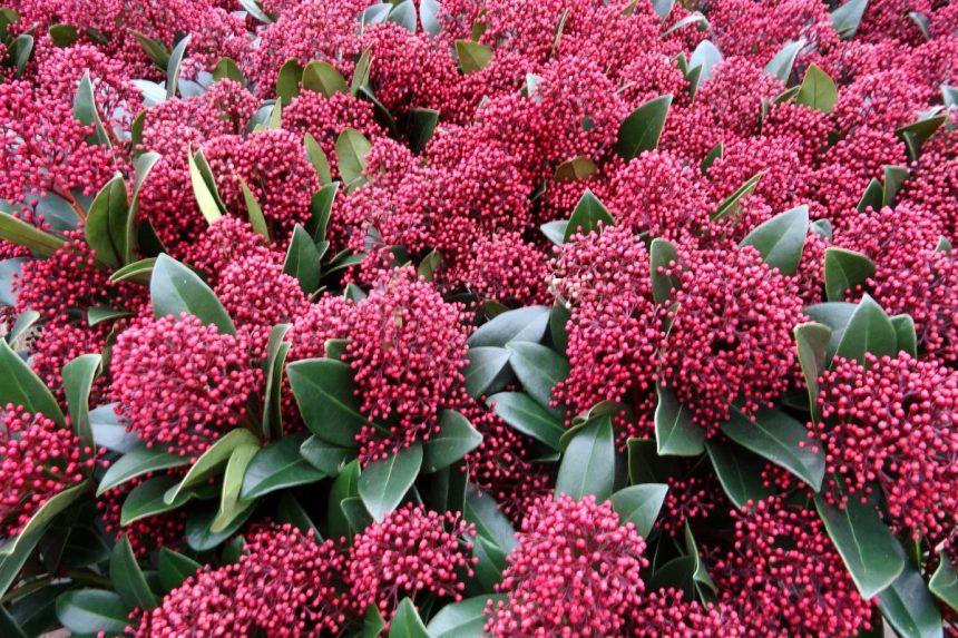 Šis šalčiams atsparus visžalis krūmas puikiai tiks tiek sodui, tiek ir kapinėms su minimalia priežiūra. Japoninė skimija