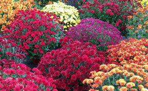 Šių gėlių geriau nenešti į kapines lapkričio 1