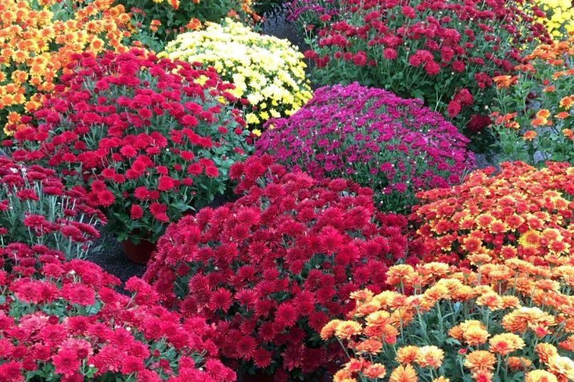 Šių gėlių geriau nenešti į kapines lapkričio 1