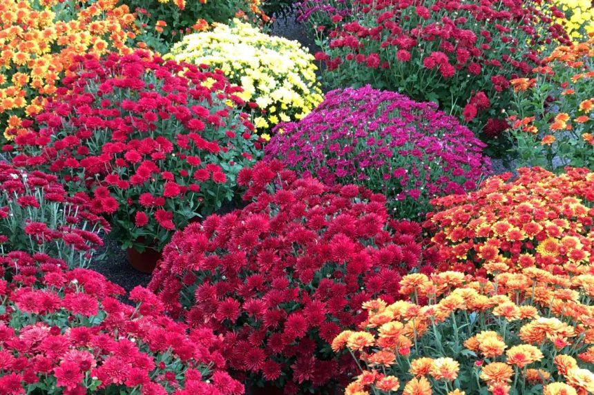 Šių gėlių geriau nenešti į kapines lapkričio 1